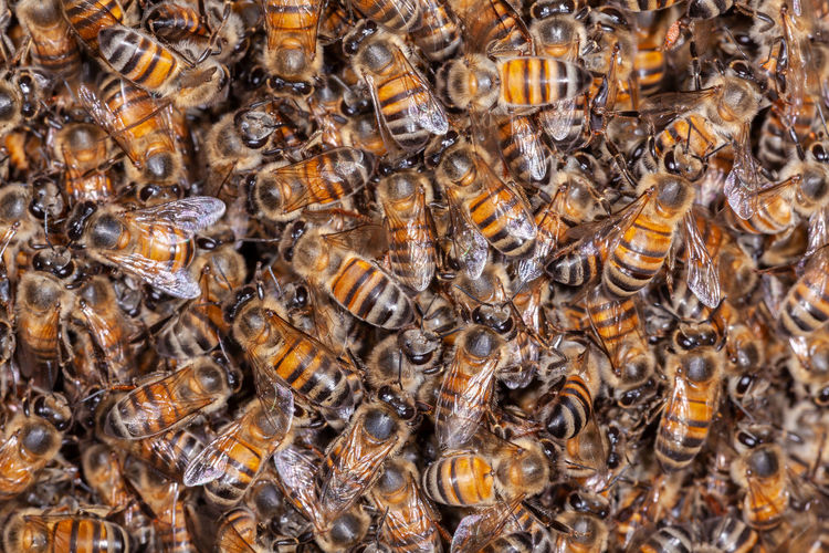 Detail shot of bee