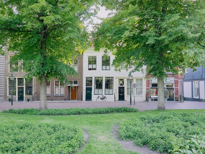 Trees by building