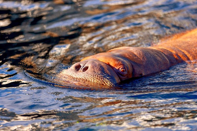 Close-up of walrus swimming in sea