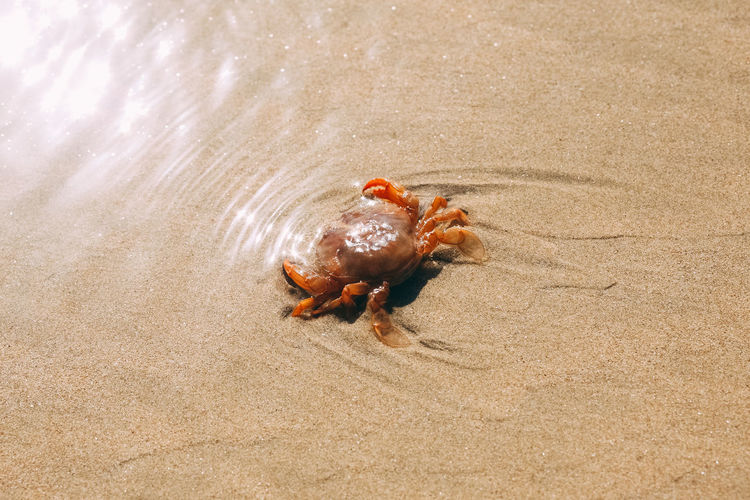High angle view of crab on sand at beach