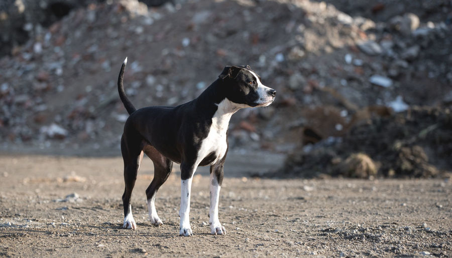 Dog standing on field