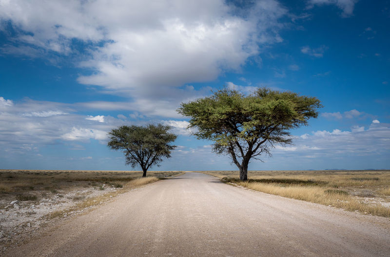 Two trees next to an open road in etosha national park