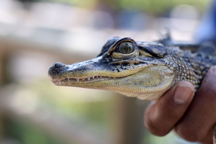 Close-up of hand holding alligator