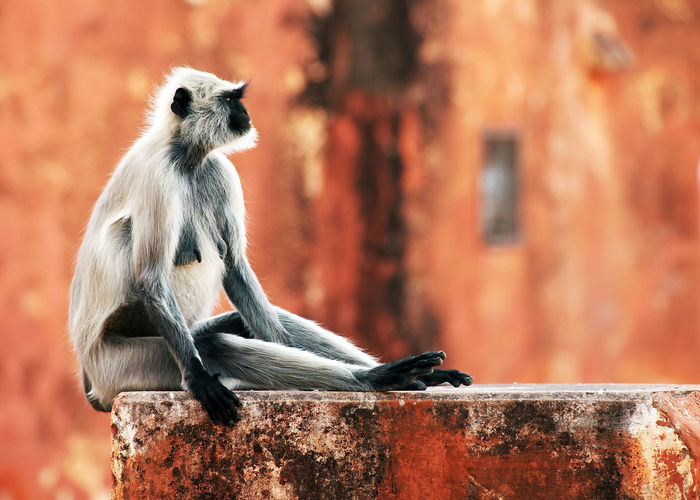 Langur looking away while sitting on wall at jaigarh fort