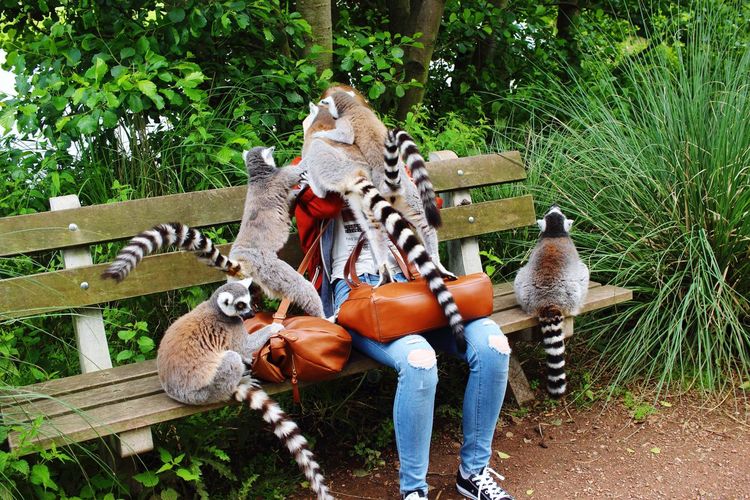 Ring-tailed lemurs on person sitting over bench