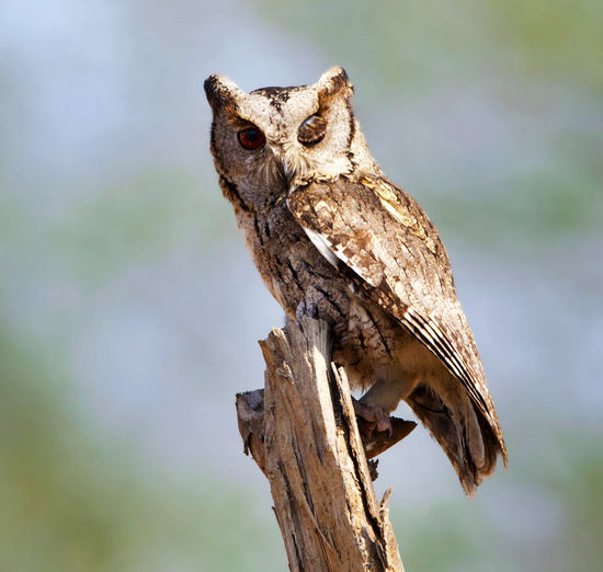 Close-up of owl perching on branch