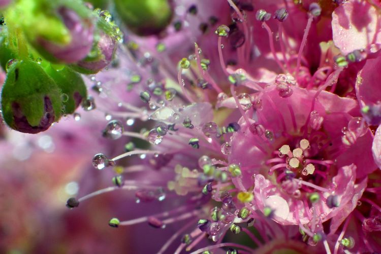 Close-up of raindrops on pink flowers