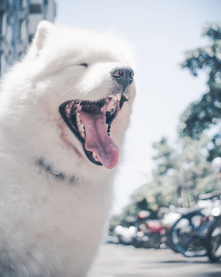 Close-up of a dog yawning