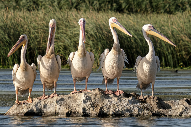 Flock of great white pelicans perching on log