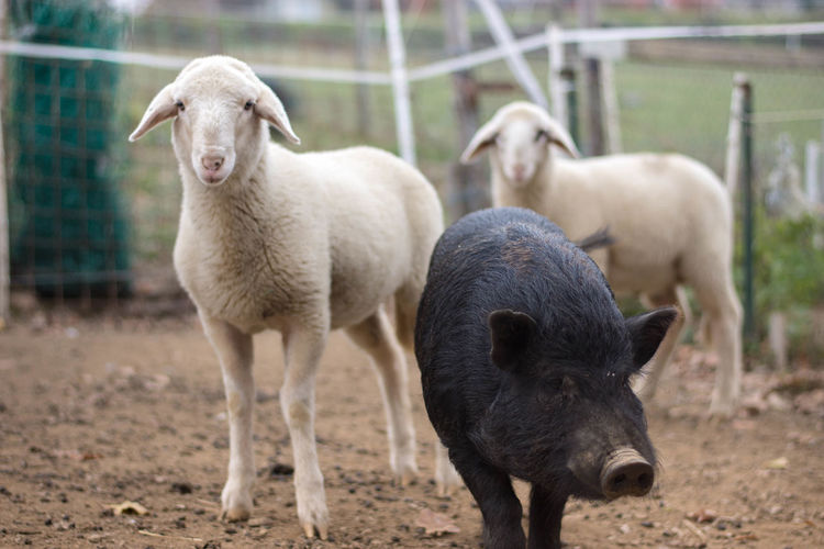 Sheep on field