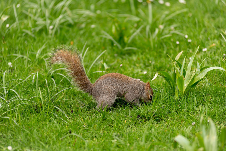 Close-up of squirrel on grassy field