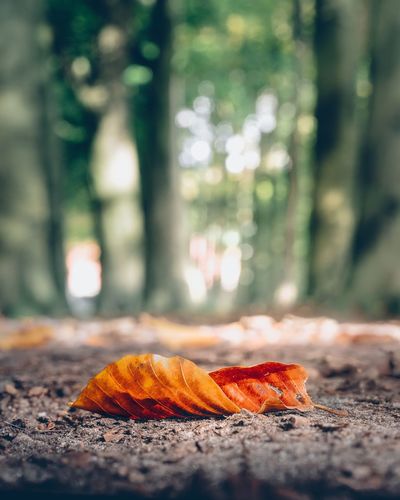 Close-up of orange leaf on tree during autumn
