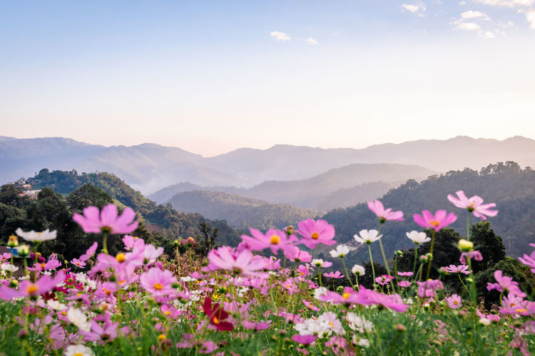 Pink flowering plants by mountains against sky