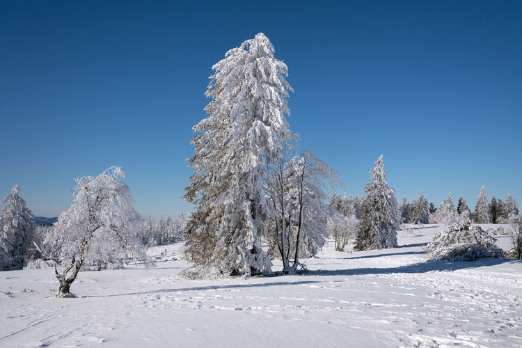 Trees on snow covered mountain against clear blue sky