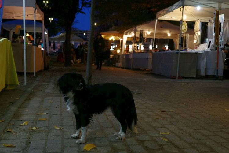 Dog on sidewalk