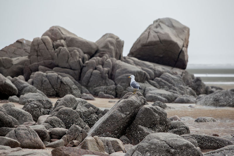 Side view of a bird perched on rock