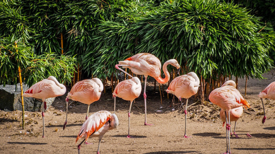 Flamingos against plants on field at zoo