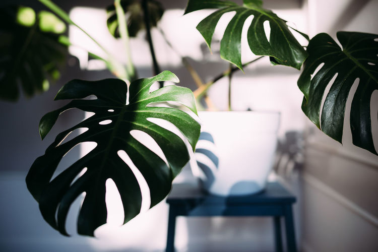 Monstera green leaves or monstera deliciosa, indoor house plant in pot.