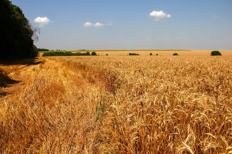 Crops on field against sky