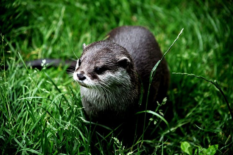 Who thought an otter could look so smooth and cute
