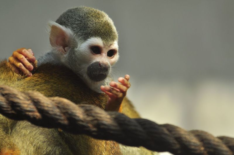 Close-up of squirrel monkeys by rope