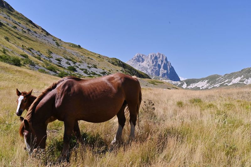 Horse standing on field against mountain range