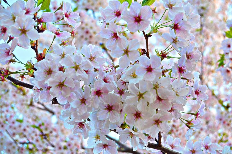Close-up of cherry blossoms in spring