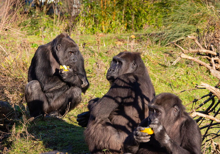 View of black eating food