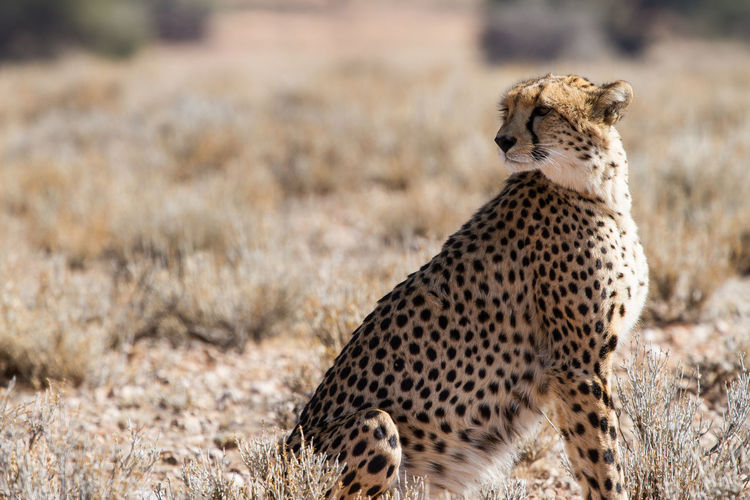 Cheetah by plants