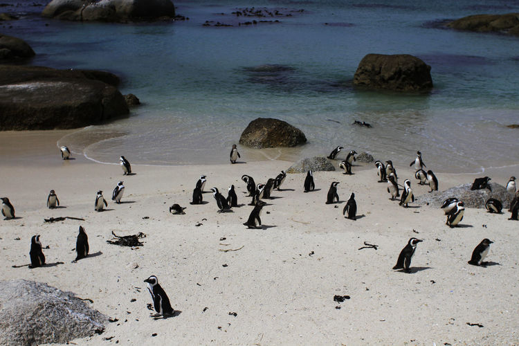 High angle view of penguins on beach