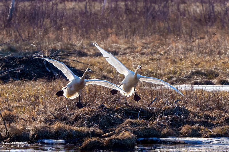 Trumpeter swans fly in unison as part of their spring mating ritual