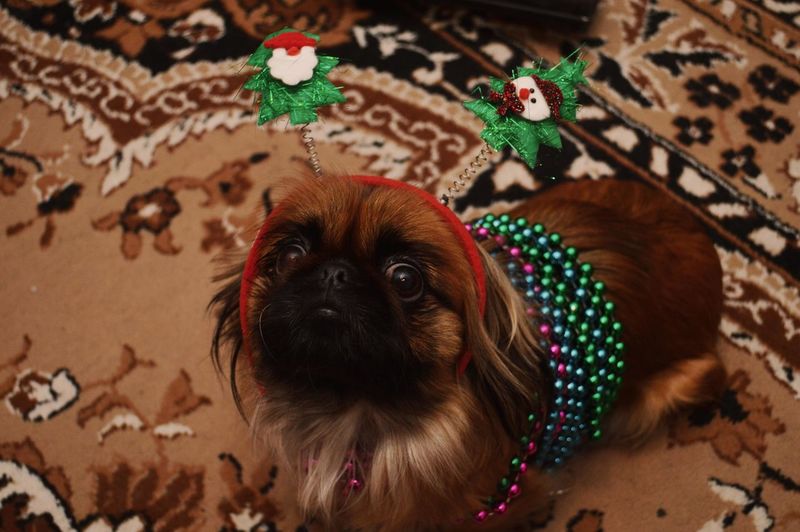 Pekingese dog wearing christmas decorations looking at camera
