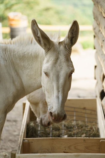Portrait of donkey in stable
