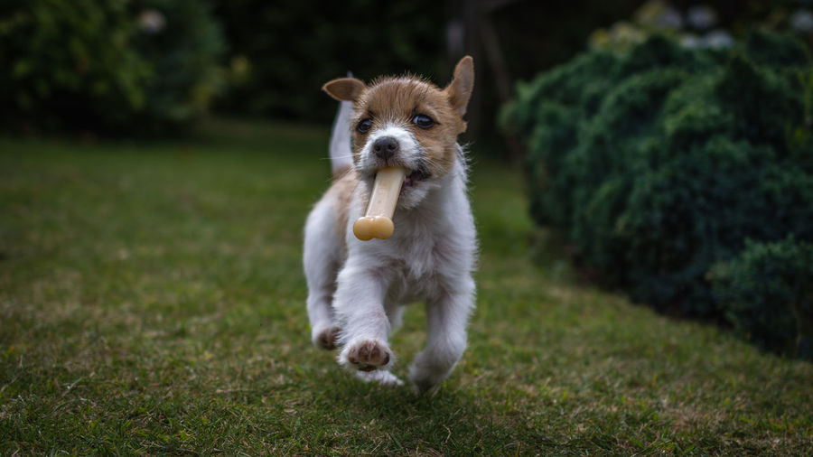 Dog carrying bone while running on land
