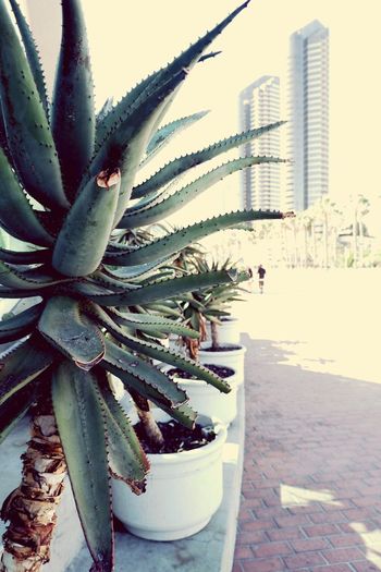 Close-up of succulent plant in building