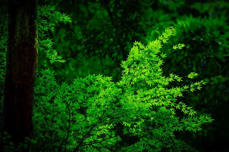 Close-up of fresh green plants in forest