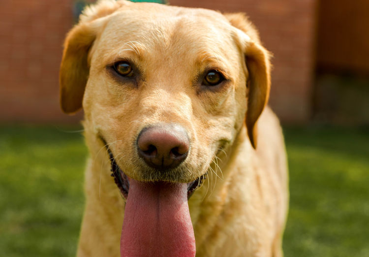 Close-up portrait of dog sticking out tongue outdoors