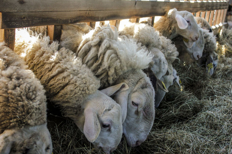 Sheep on field