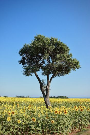 Scenic view of sunflower on field against clear sky