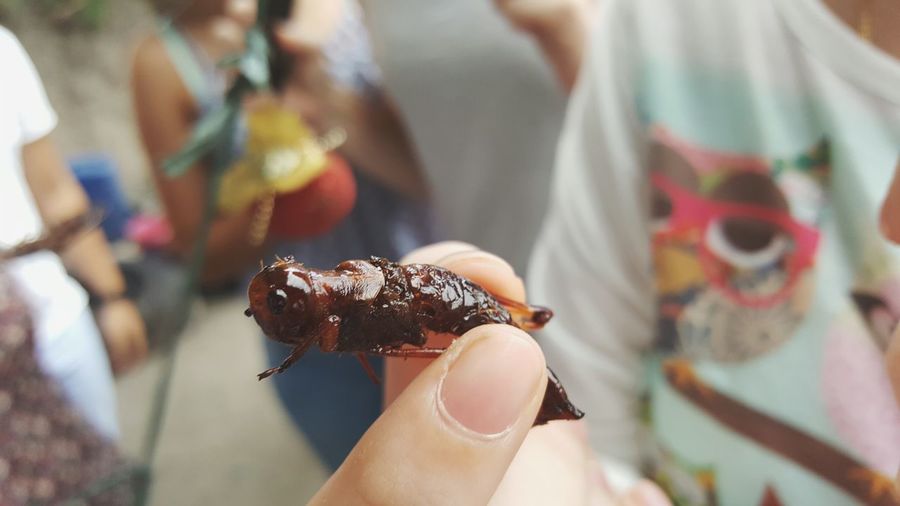 Close-up of hand holding a fried cricket 