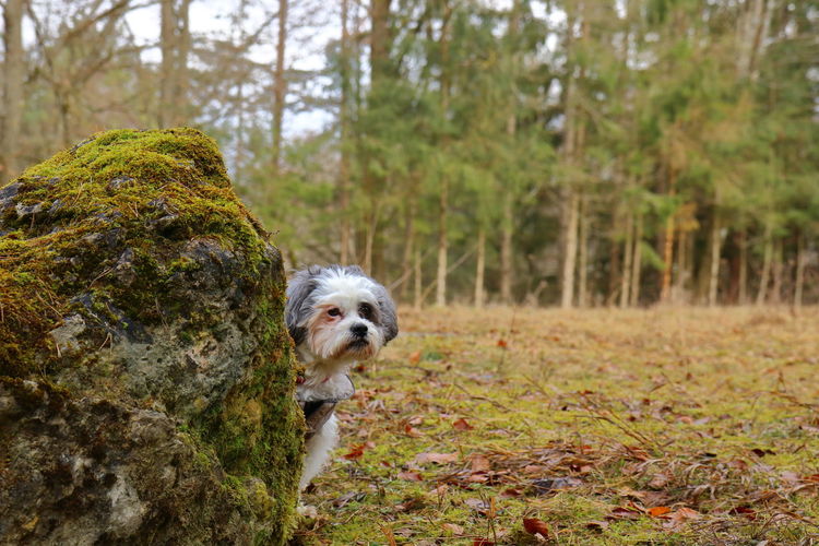 Dog looking away in forest