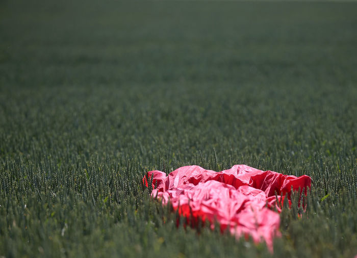 Close-up of pink flower on field