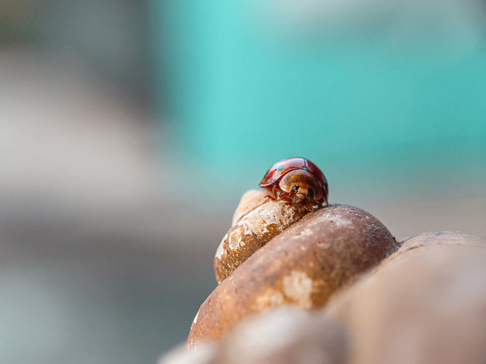 Close-up of ladybug on snail shell