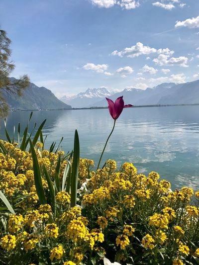 Flowers blooming by lake against sky