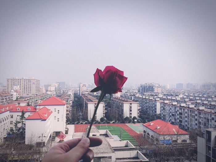 Cropped hand holding rose in front of cityscape
