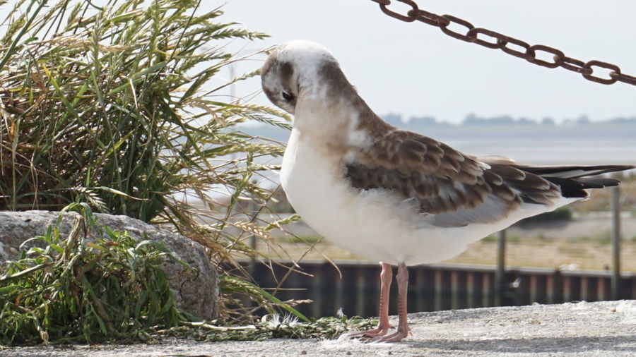 Close-up of seagull perching on plant