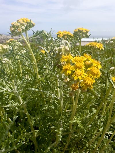 plant