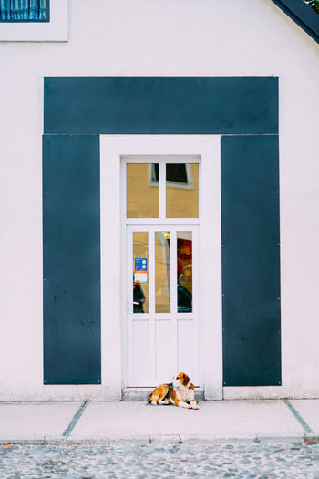 Dog in front of house window