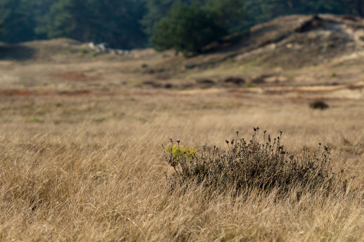 Close-up of grass on field