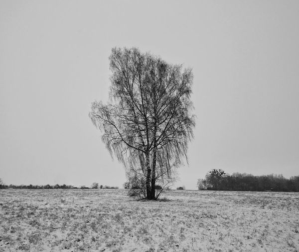 Single tree against clear sky